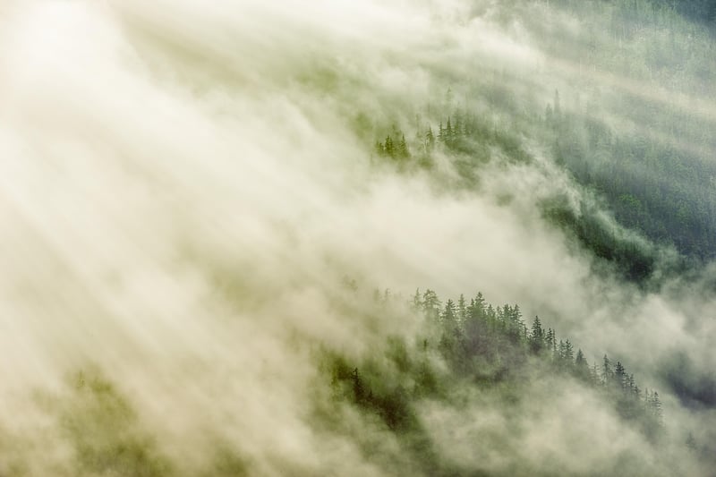 Mysterious Forest